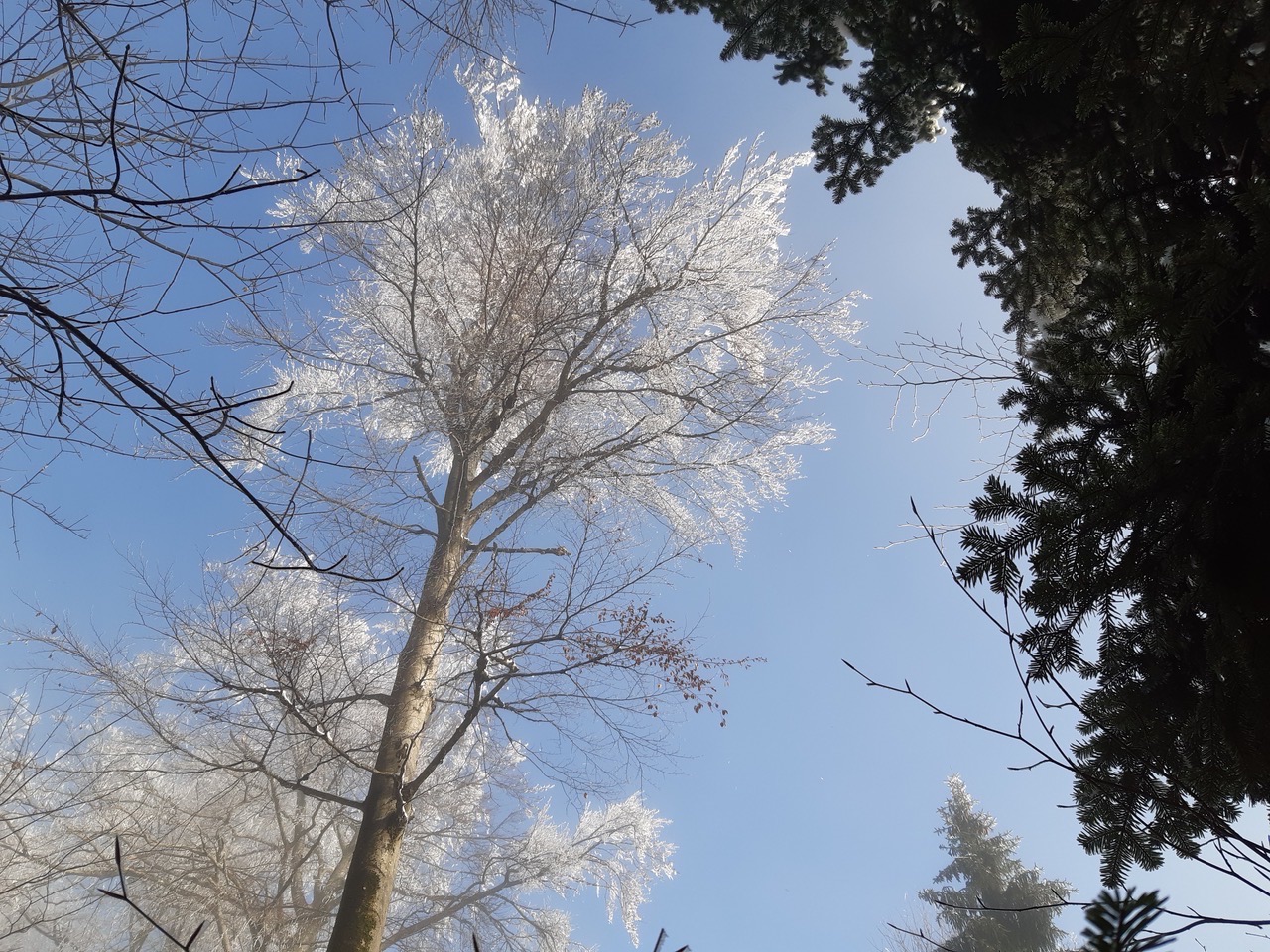 Megla in sonce v gozdu Large