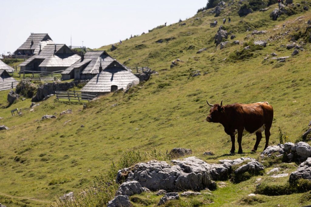 Odtisi časa: Kopačeva Velika planina