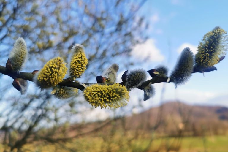 IMG_20260303_165017 Large