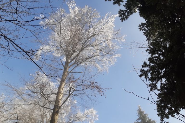 Megla in sonce v gozdu Large