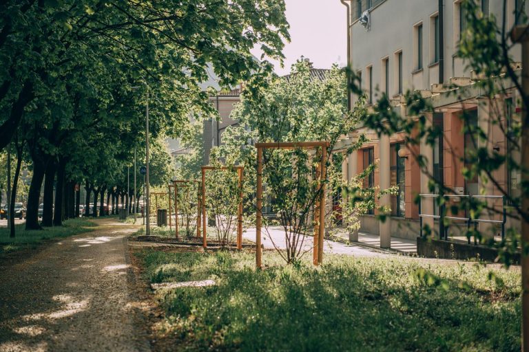 Šmarna hrušica - Amelanchier X lamarckii